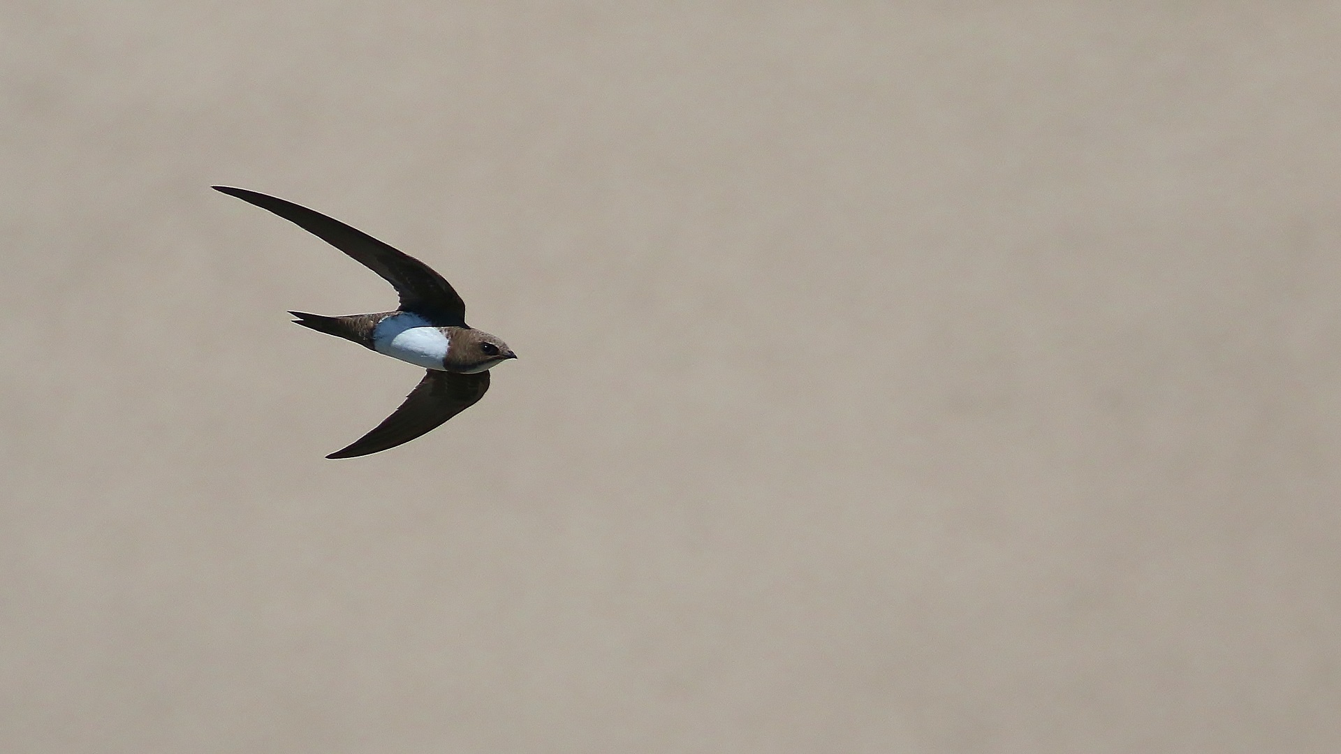Alpine Swift